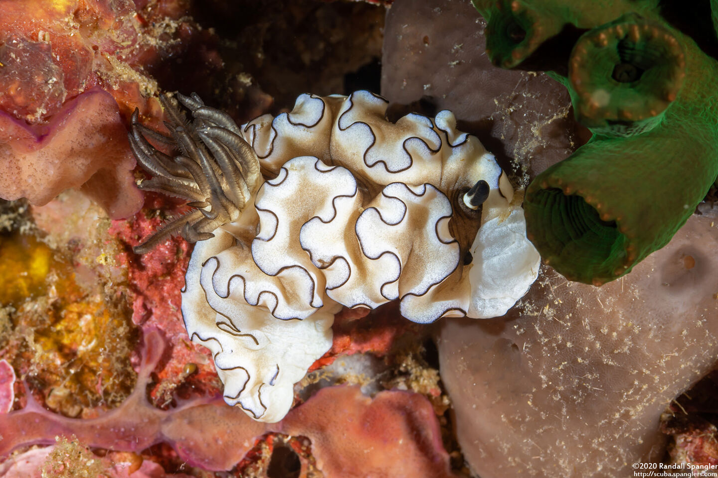 Doriprismatica atromarginata (Dark Margin Glossodoris)