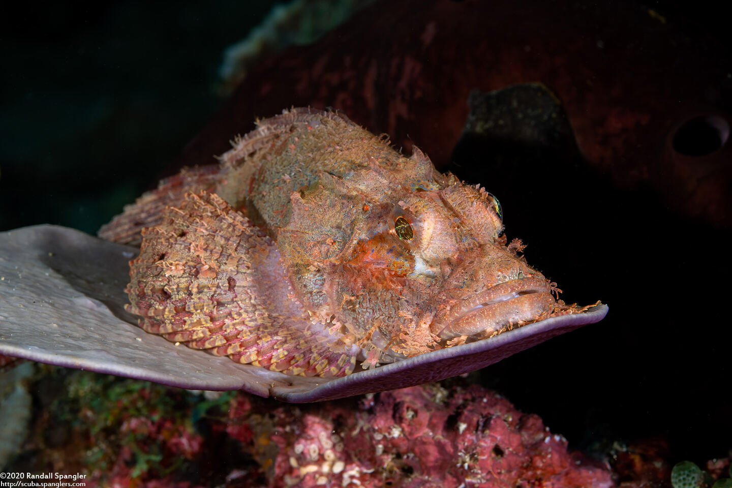 Scorpaenopsis oxycephala (Tasseled Scorpionfish)