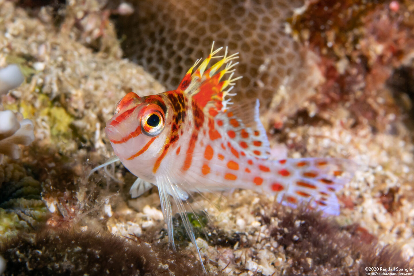 Cirrhitichthys falco (Dwarf Hawkfish)