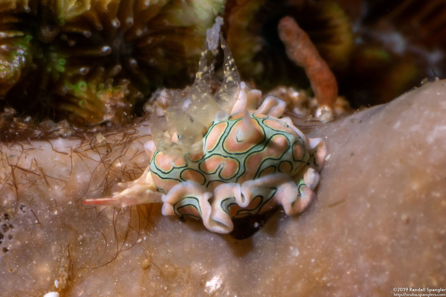 Sagaminopteron psychedelicum (Psychedelic Batwing Slug)
