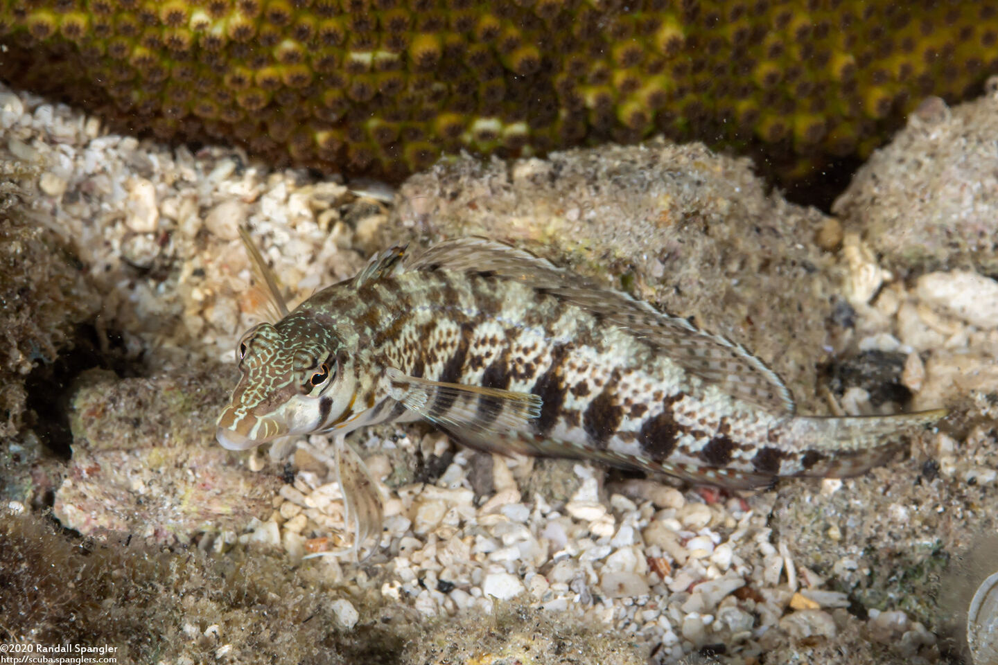 Parapercis cylindrica (Sharpnose Sandperch)