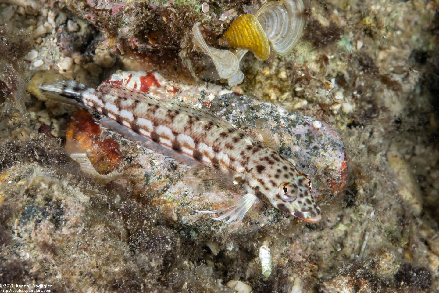 Parapercis clathrata (Latticed Sandperch)