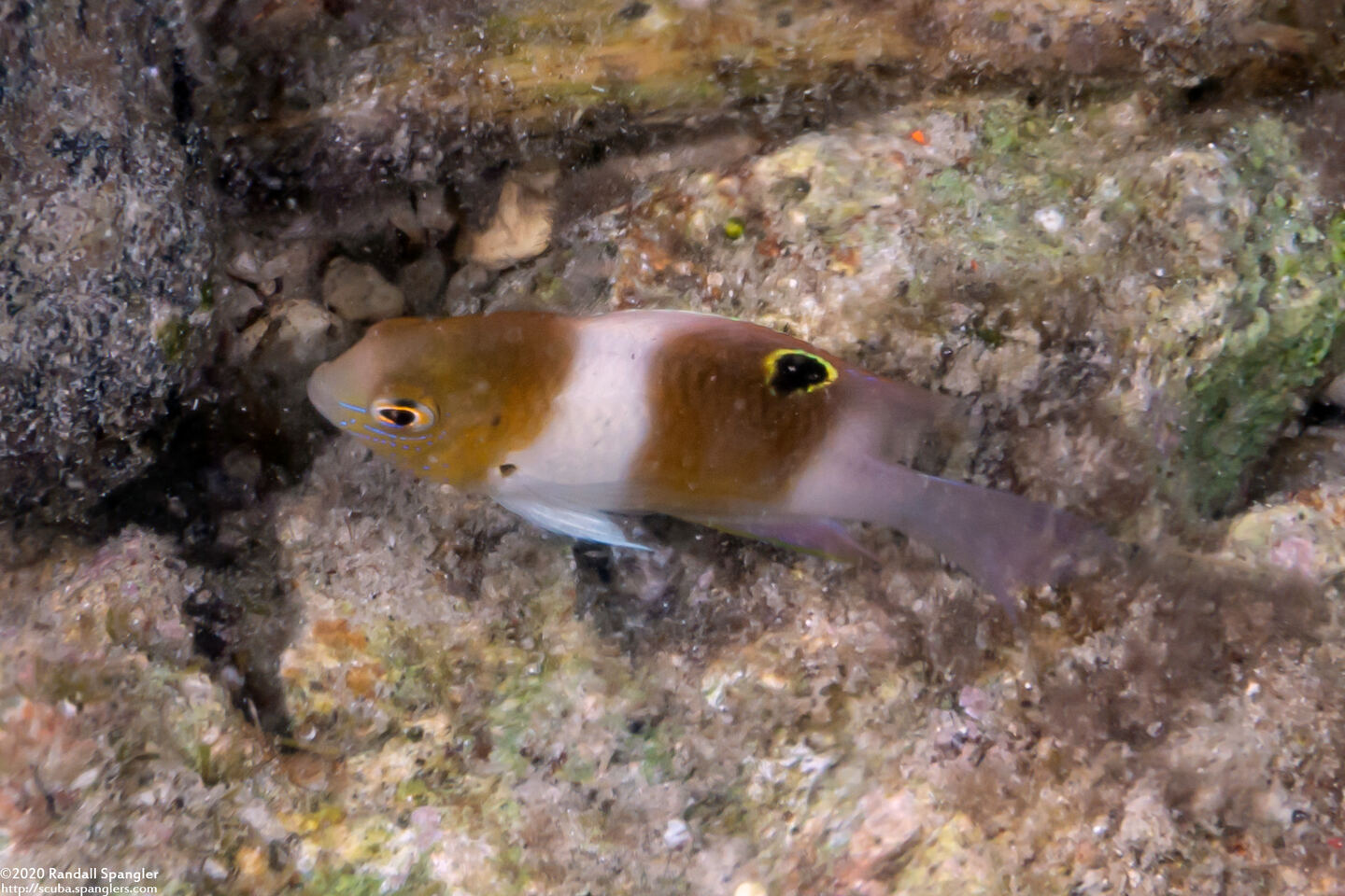 Dischistodus prosopotaenia (Honeyhead Damsel)