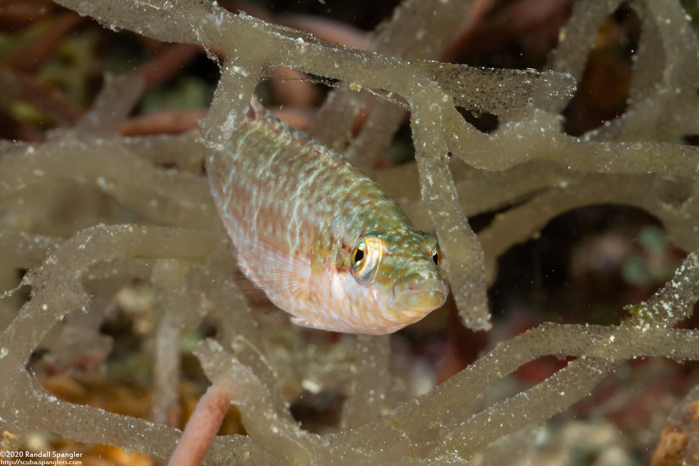 Oxycheilinus orientalis (Oriental Wrasse)