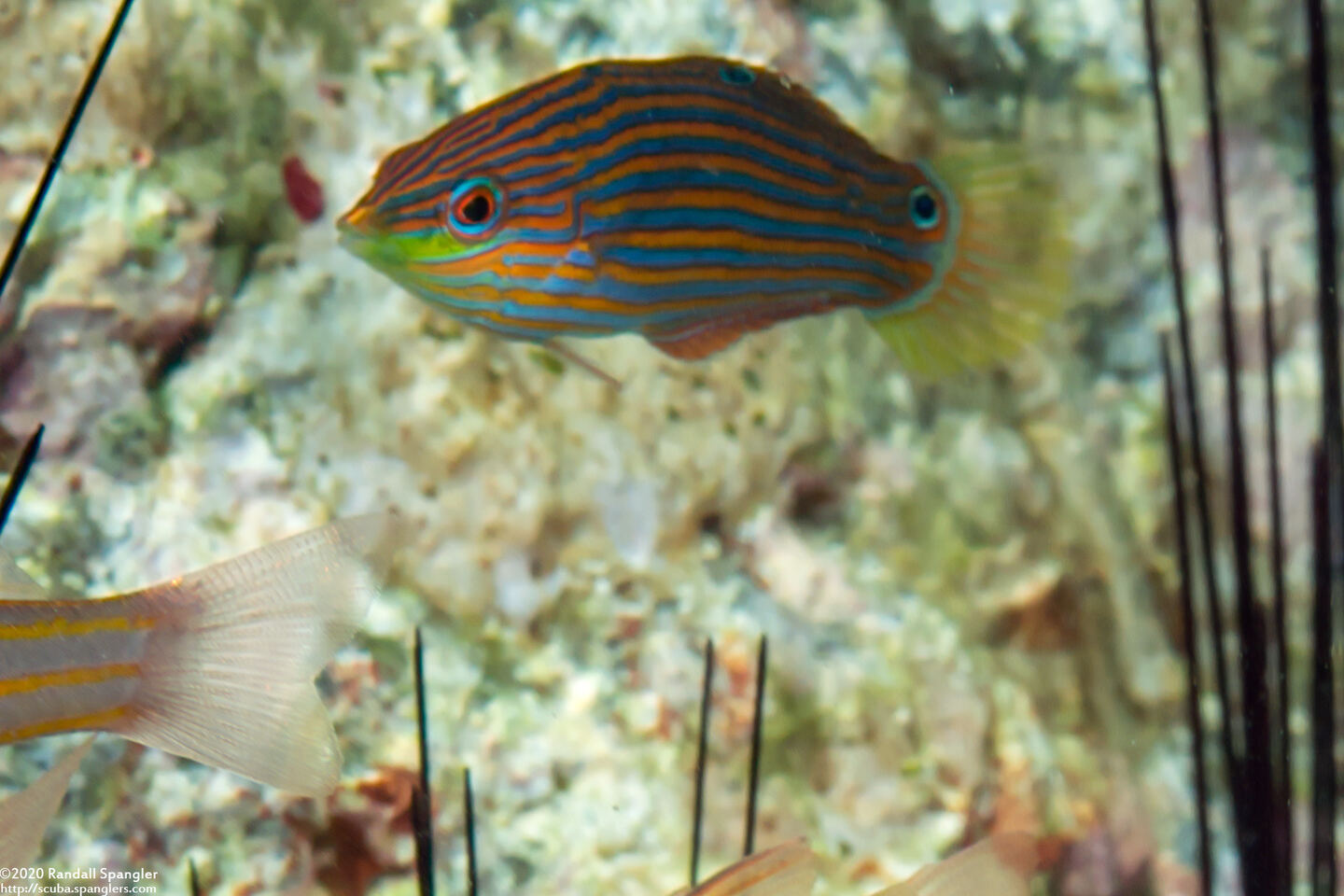 Halichoeres richmondi (Richmond's Wrasse)