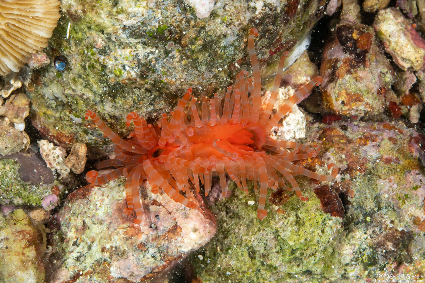 Limaria fragilis (Fragile Fileclam)