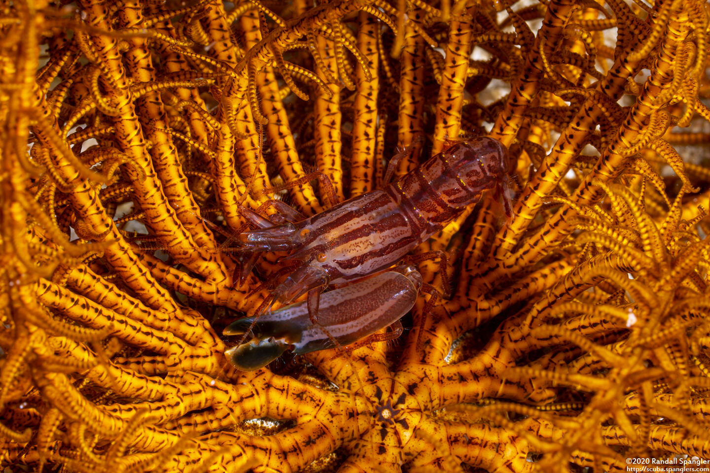 Synalpheus stimpsoni (Stimpson's Snapping Shrimp)