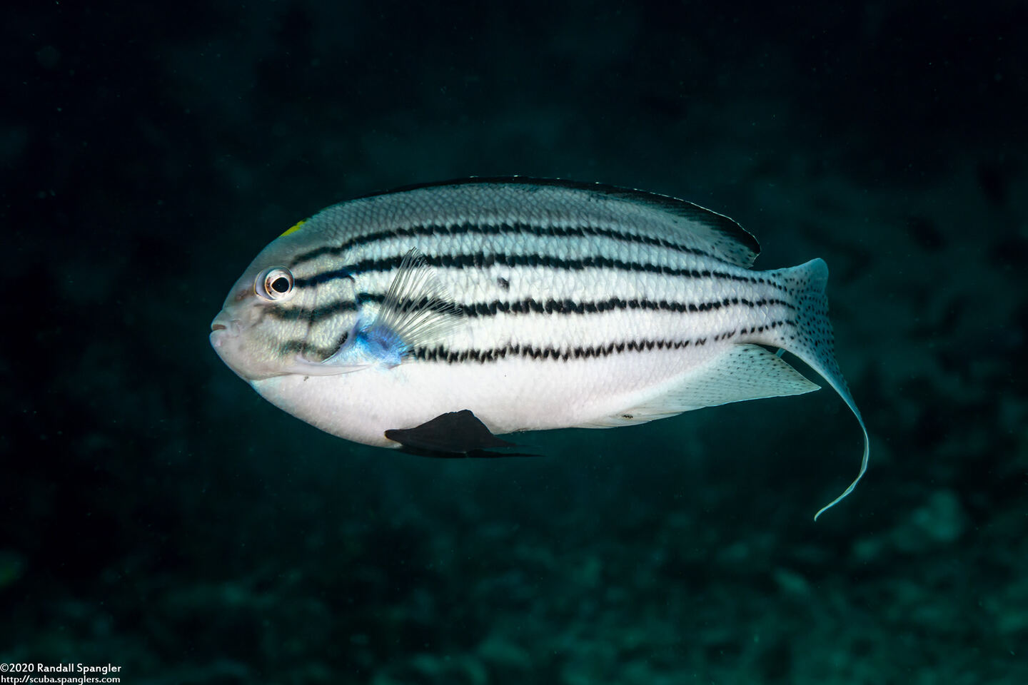 Genicanthus lamarck (Blackstriped Angelfish)