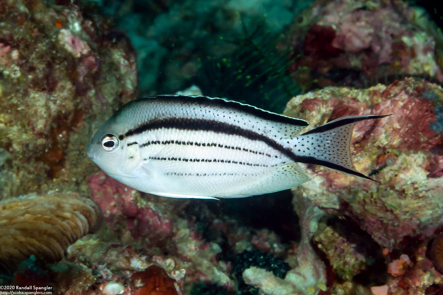 Genicanthus lamarck (Blackstriped Angelfish)