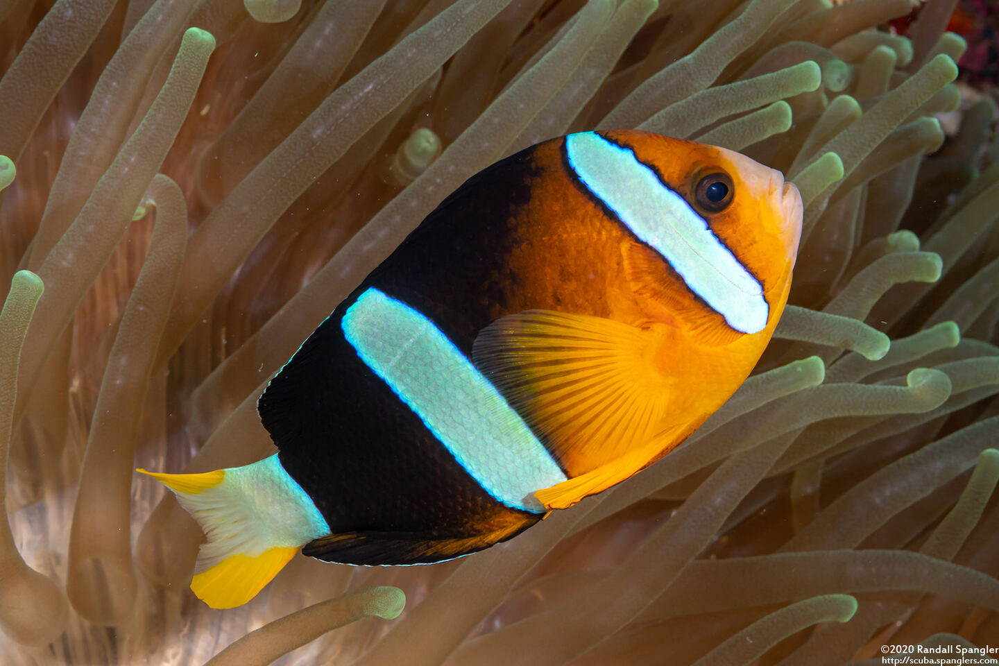 Amphiprion clarkii (Clark's Anemonefish)