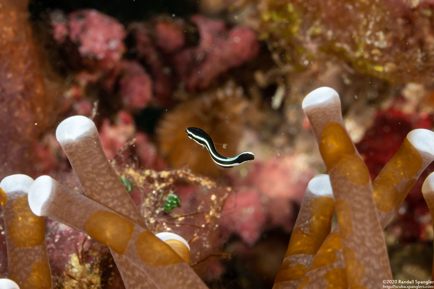 Diagramma pictum (Silver Sweetlips); Tiny; compare to the mushroom coral tentacles