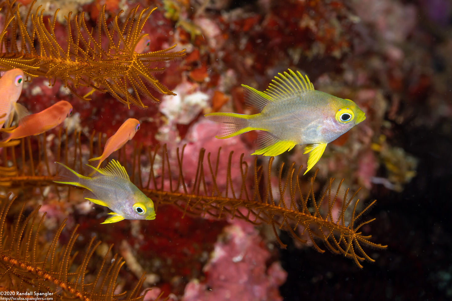 Amblyglyphidodon aureus (Golden Damsel)
