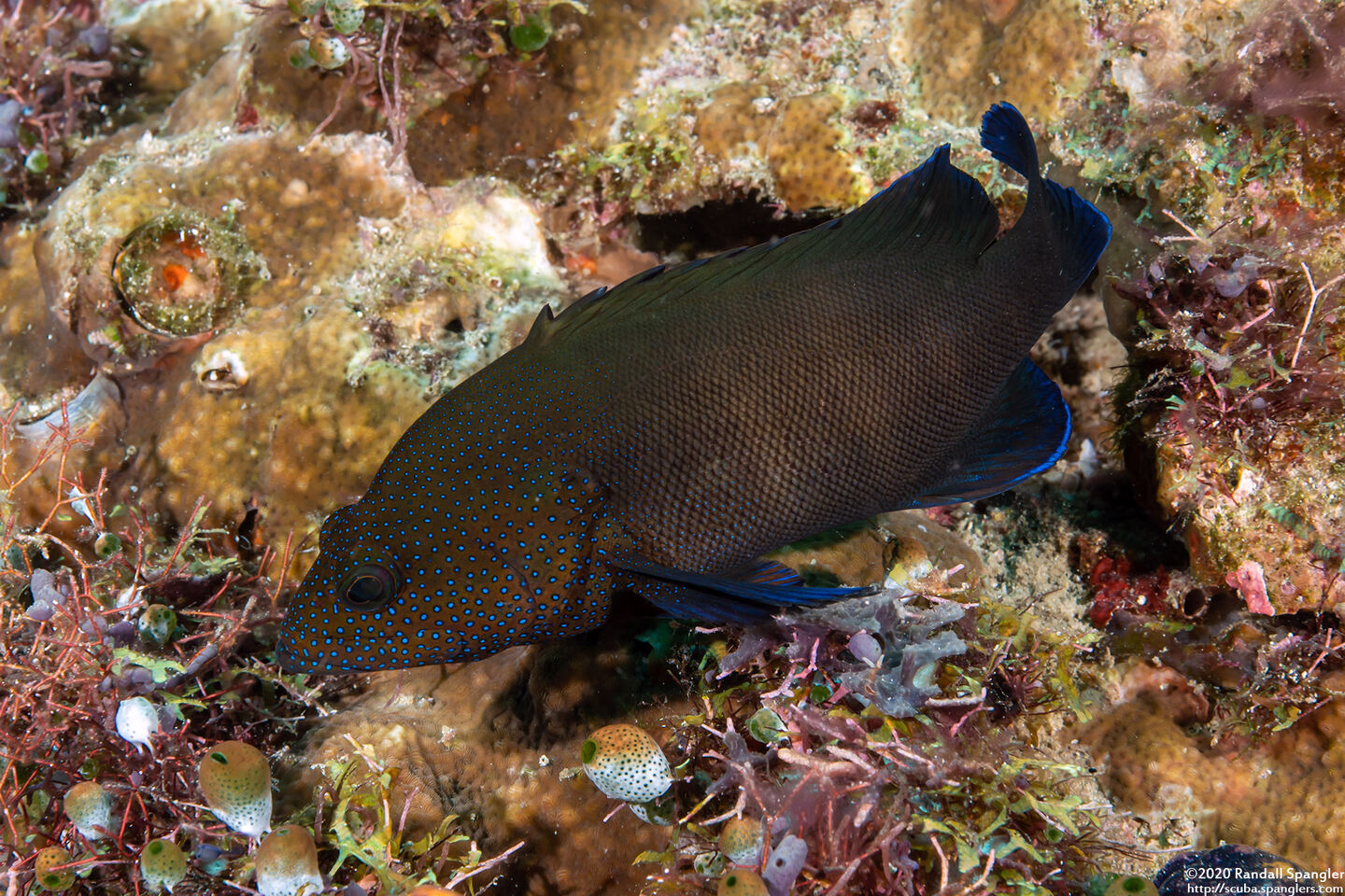 Cephalopholis microprion (Freckled Grouper)