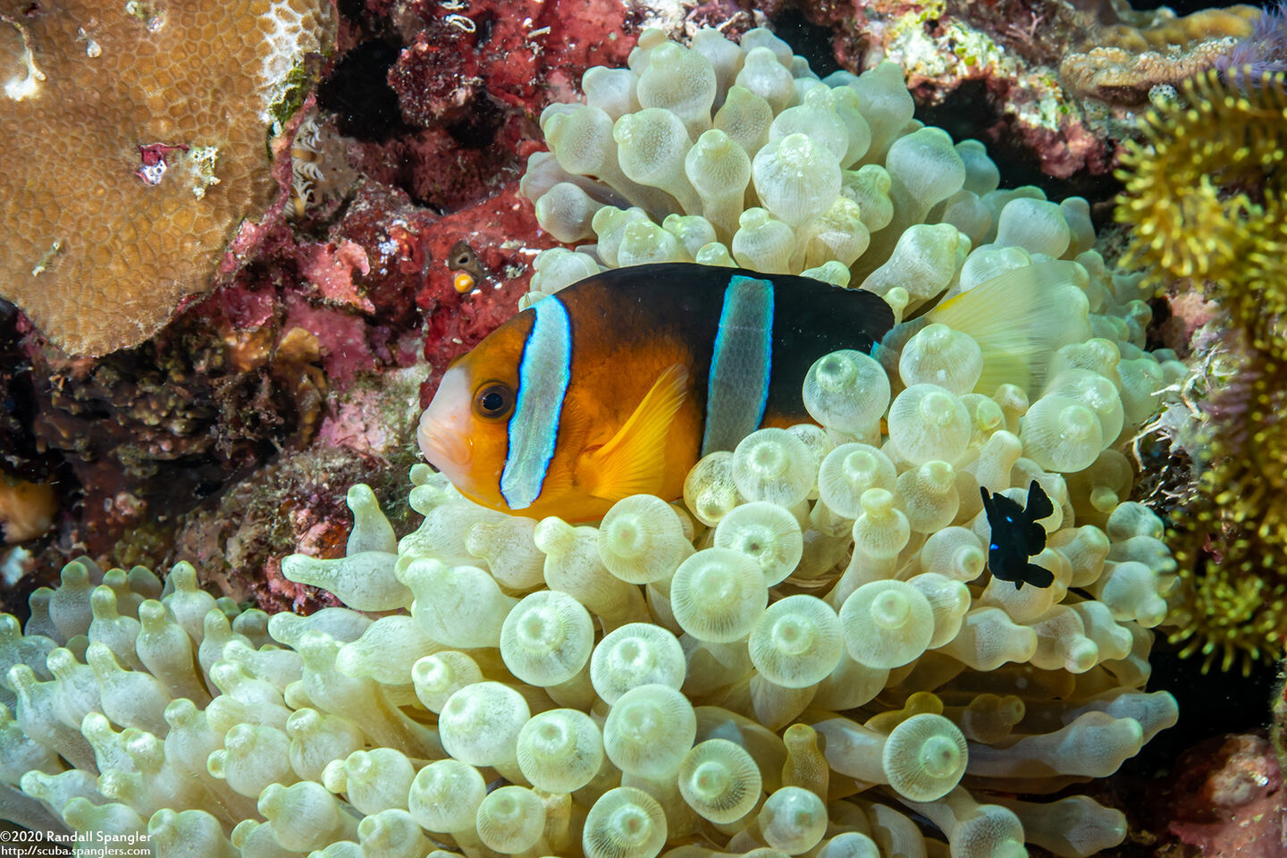 Entacmaea quadricolor (Bubble-Tip Anemone)