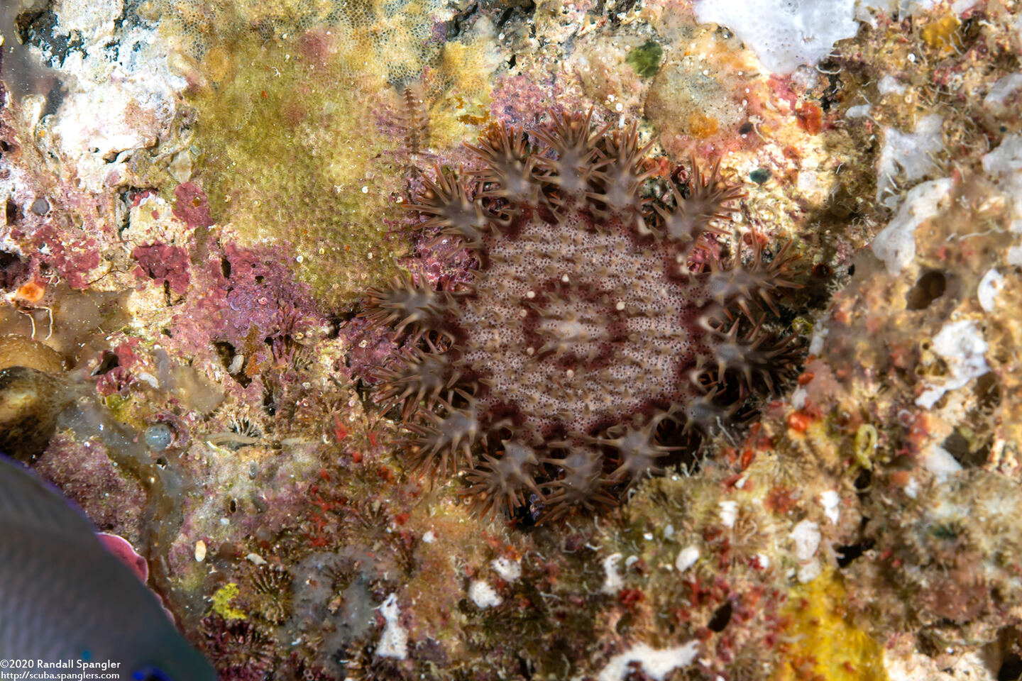 Acanthaster solaris (Crown-of-Thorns Star)