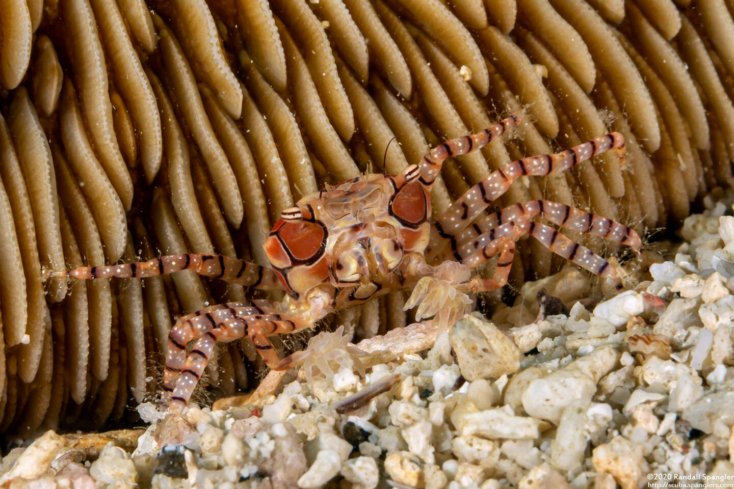Lybia tesselata (Mosaic Boxer Crab)