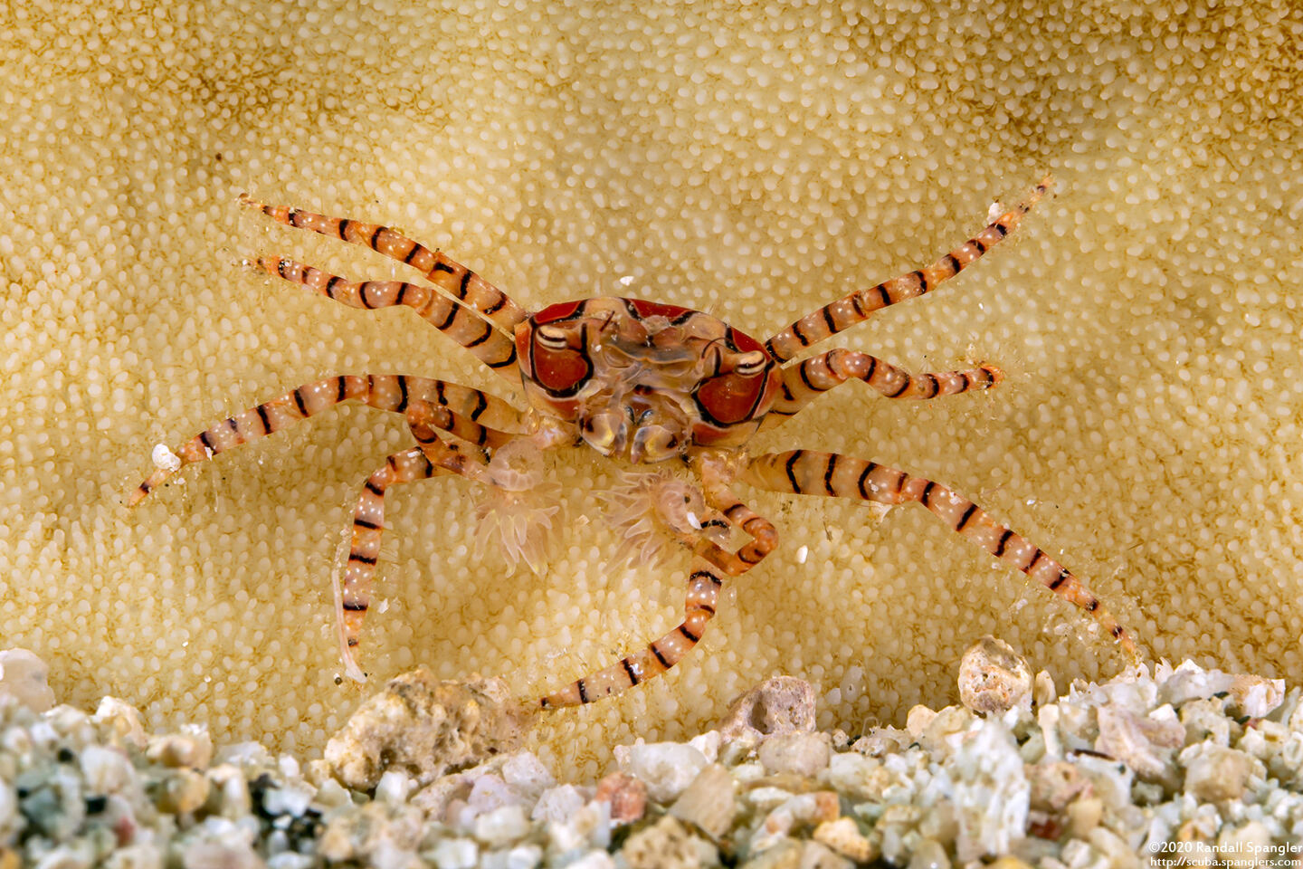Lybia tesselata (Mosaic Boxer Crab)