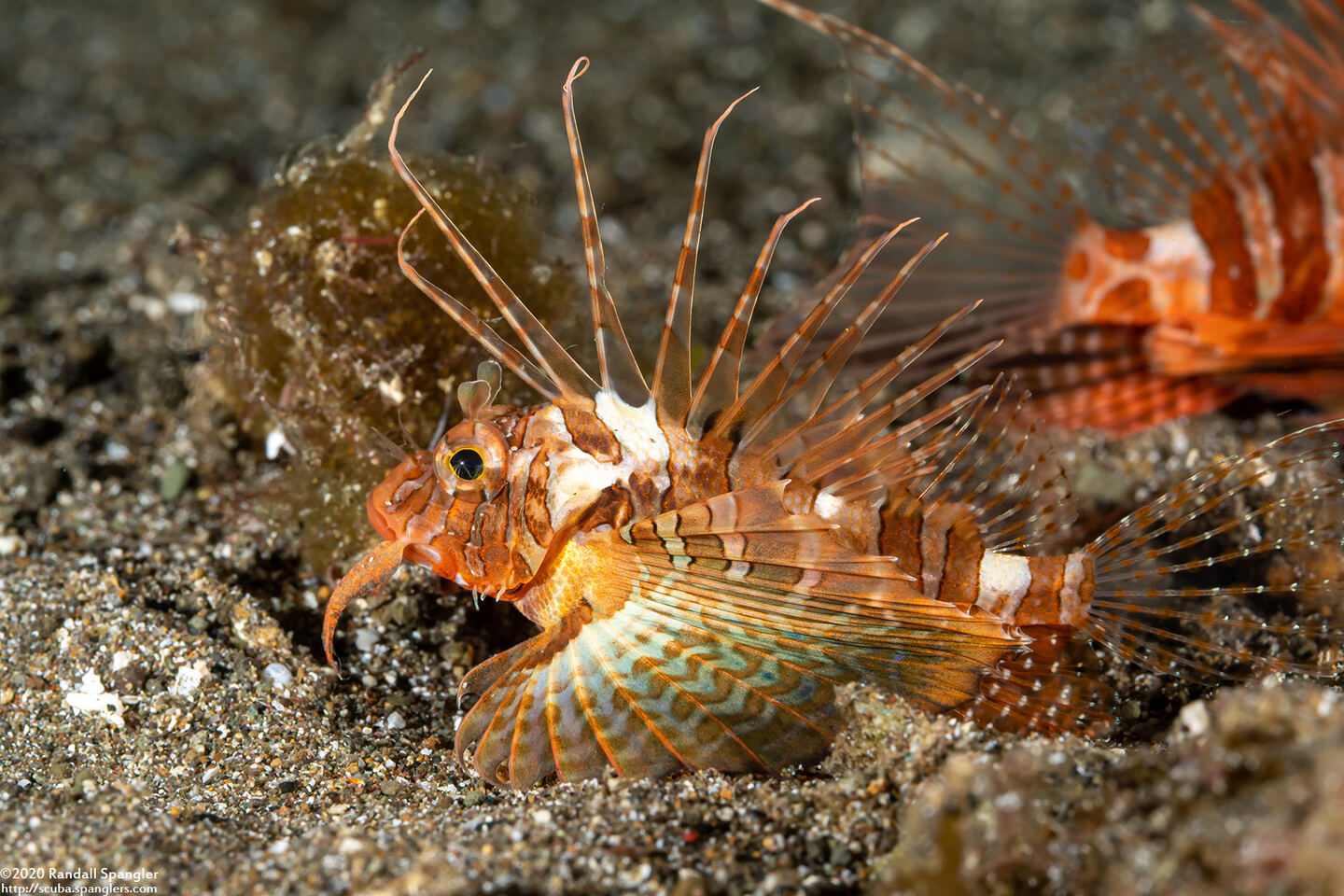 Parapterois heterura (Gurnard Lionfish)