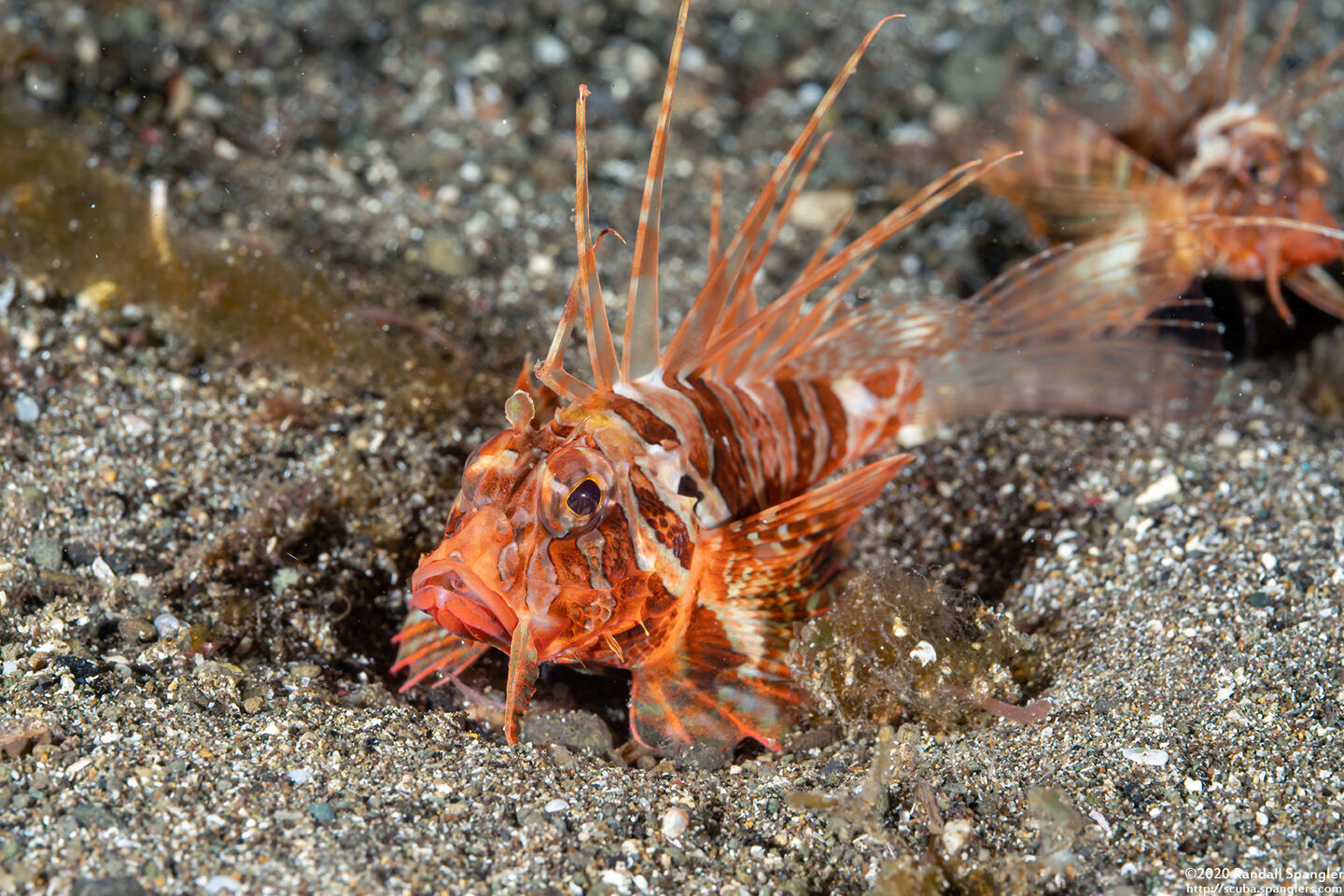 Parapterois heterura (Gurnard Lionfish)