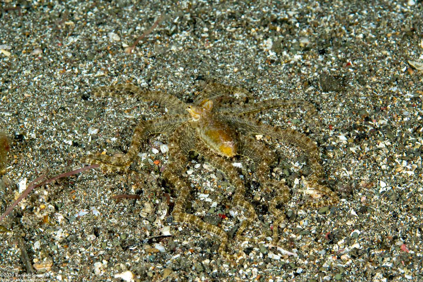 Thaumoctopus mimicus (Mimic Octopus)