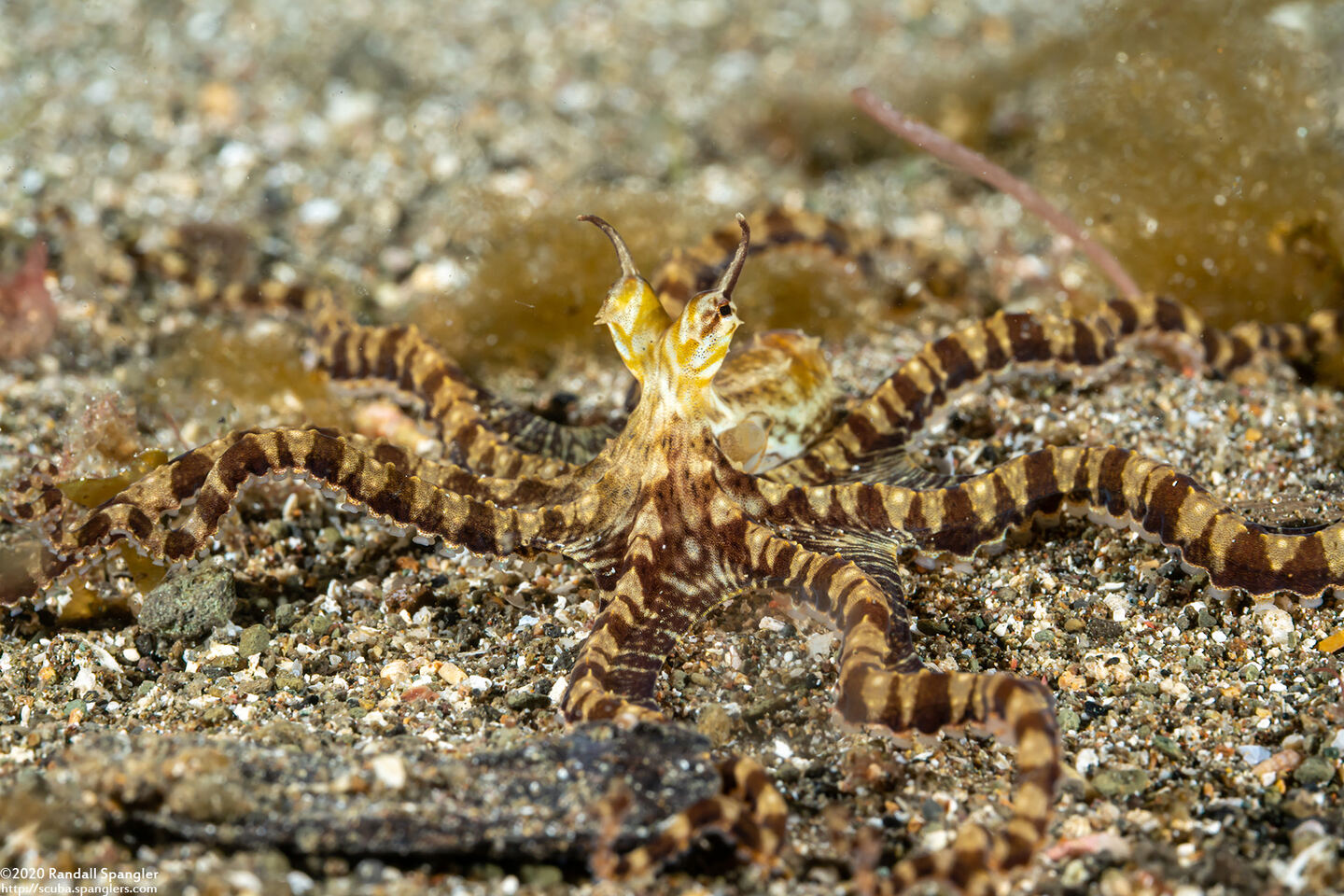 Thaumoctopus mimicus (Mimic Octopus)