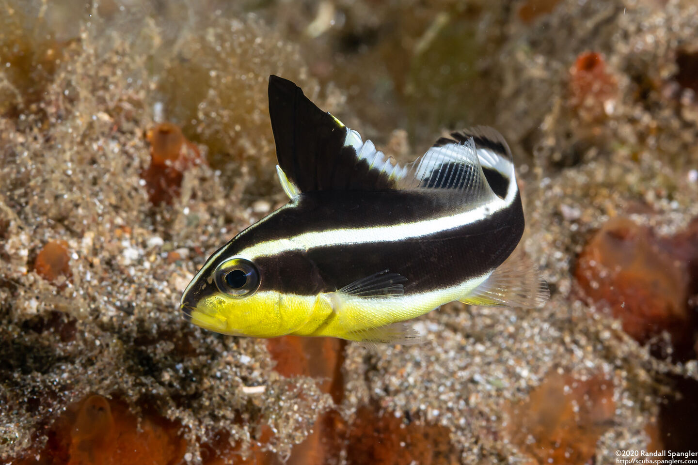 Diagramma pictum (Silver Sweetlips)