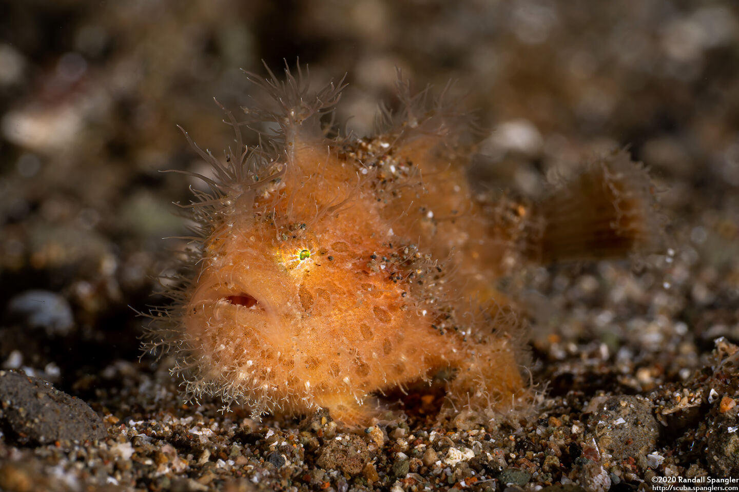Antennarius striatus (Striated Frogfish)