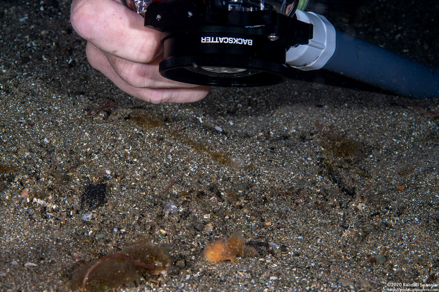Antennarius striatus (Striated Frogfish)