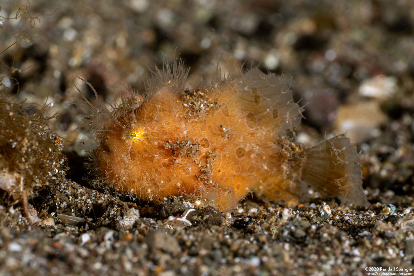 Antennarius striatus (Striated Frogfish)