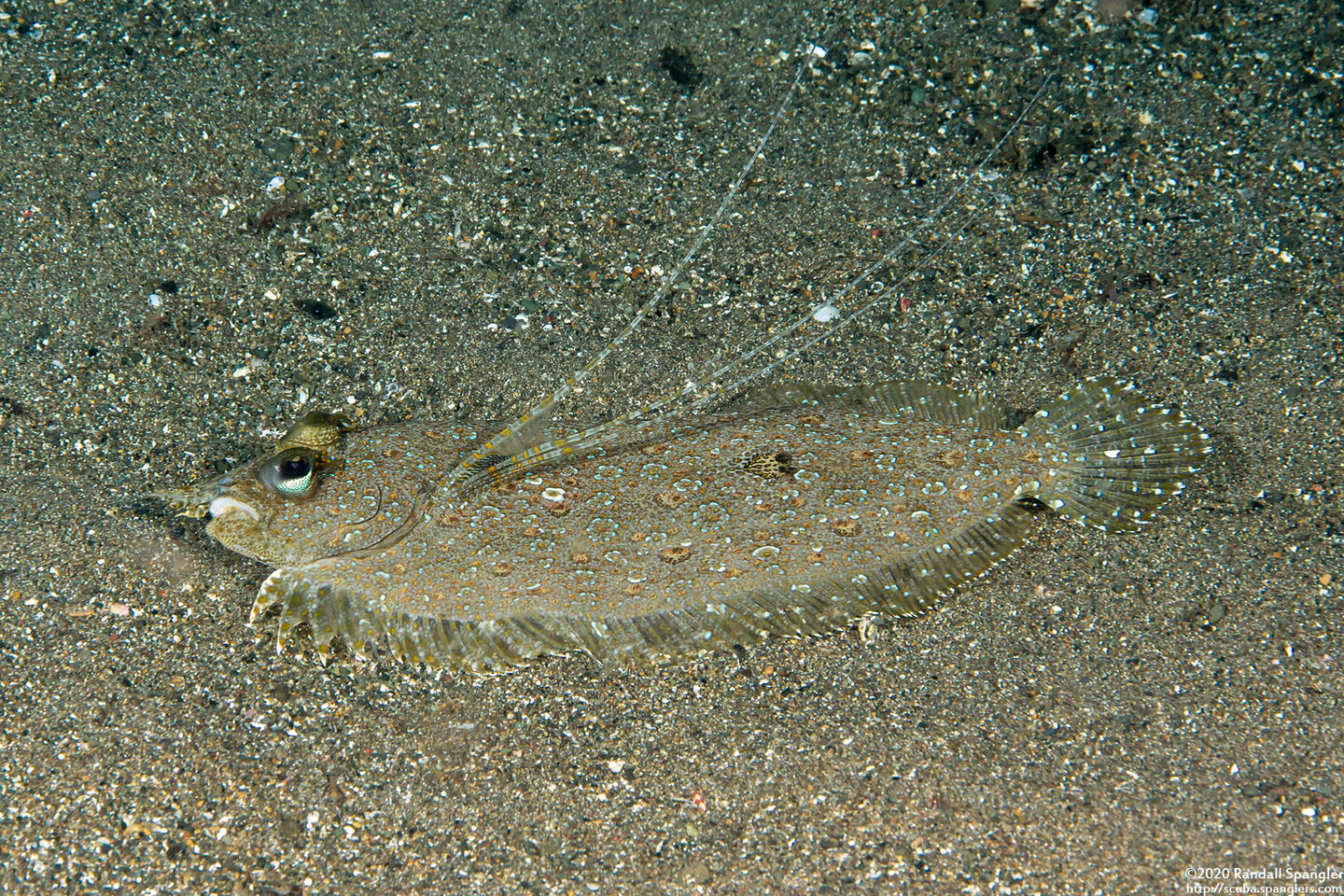 Bothus pantherinus (Panther Flounder)