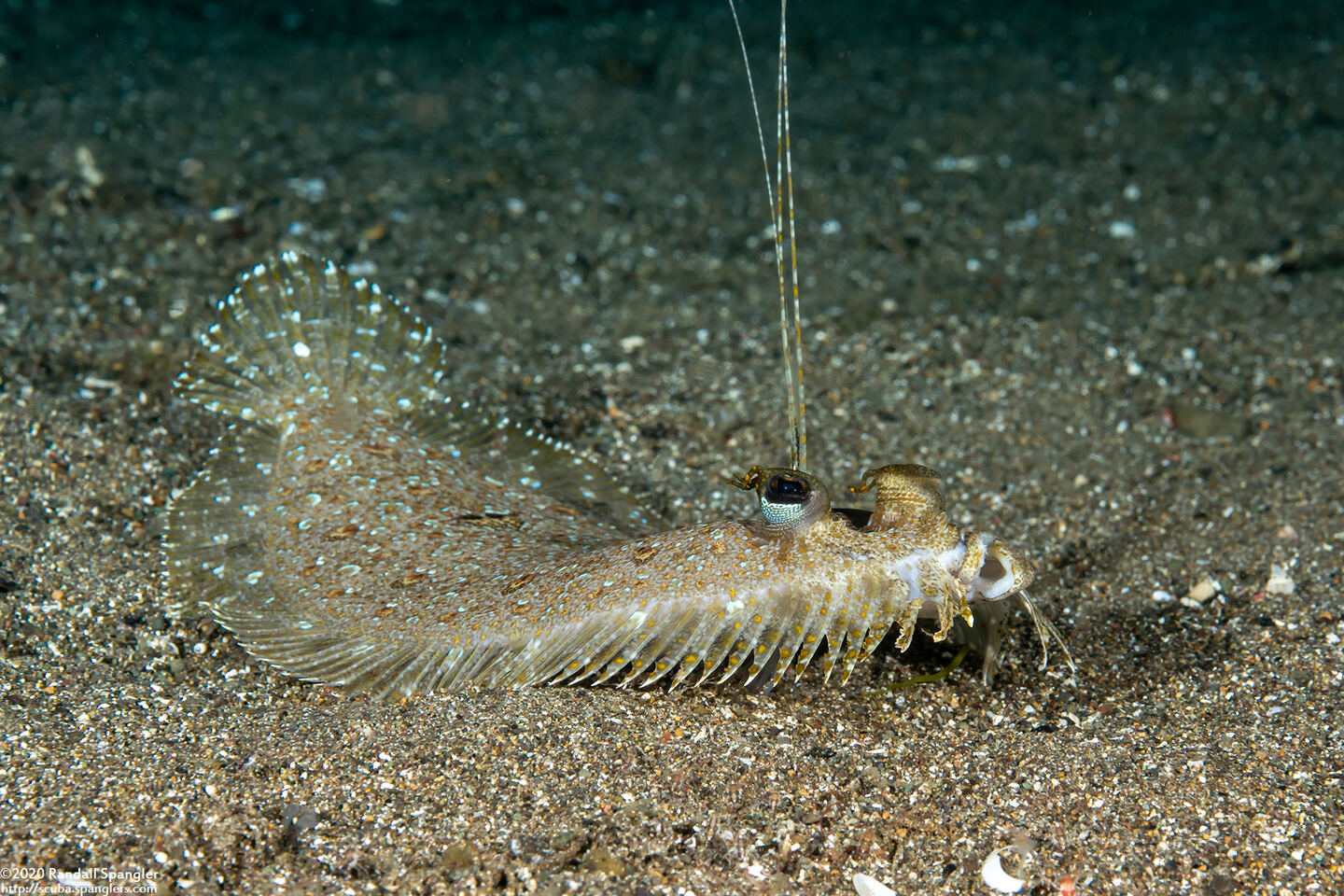 Bothus pantherinus (Panther Flounder)