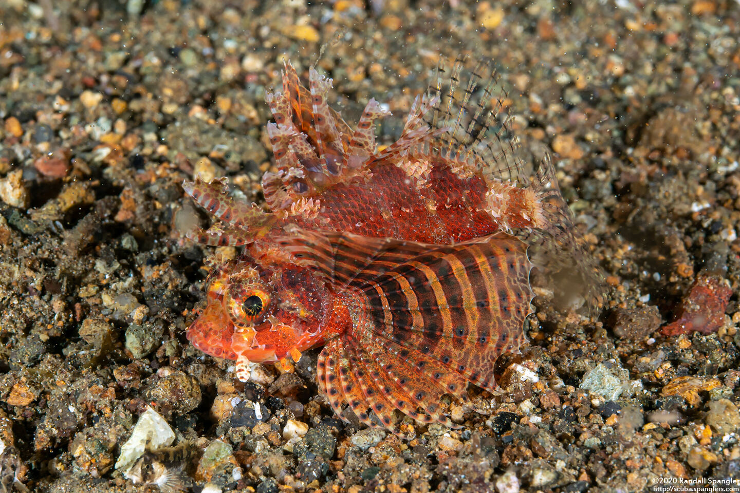 Dendrochirus brachypterus (Shortfin Lionfish)