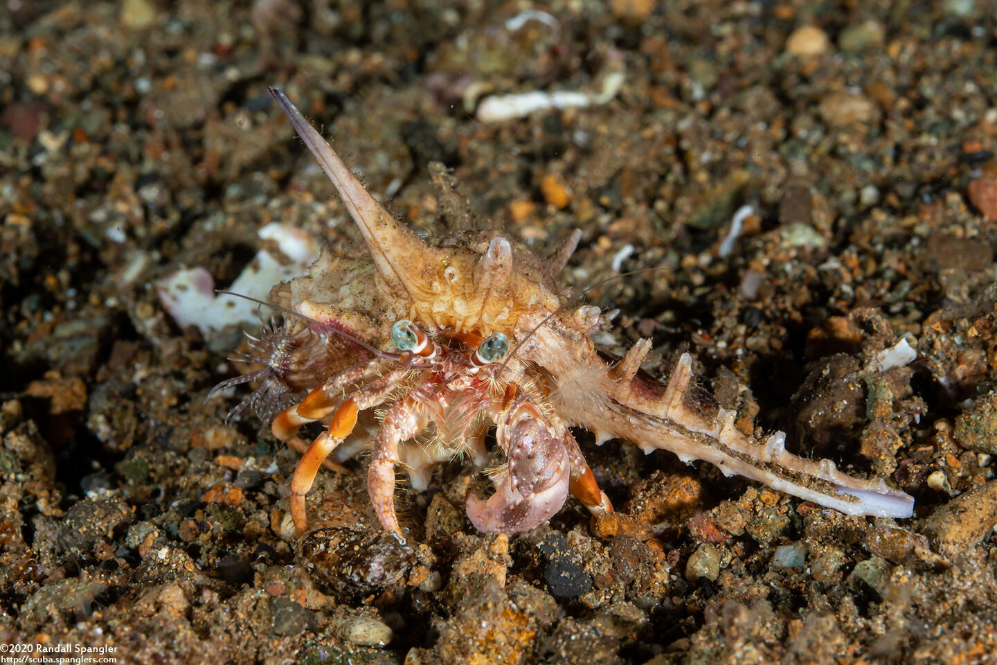 Dardanus pedunculatus (Anemone Hermit Crab)