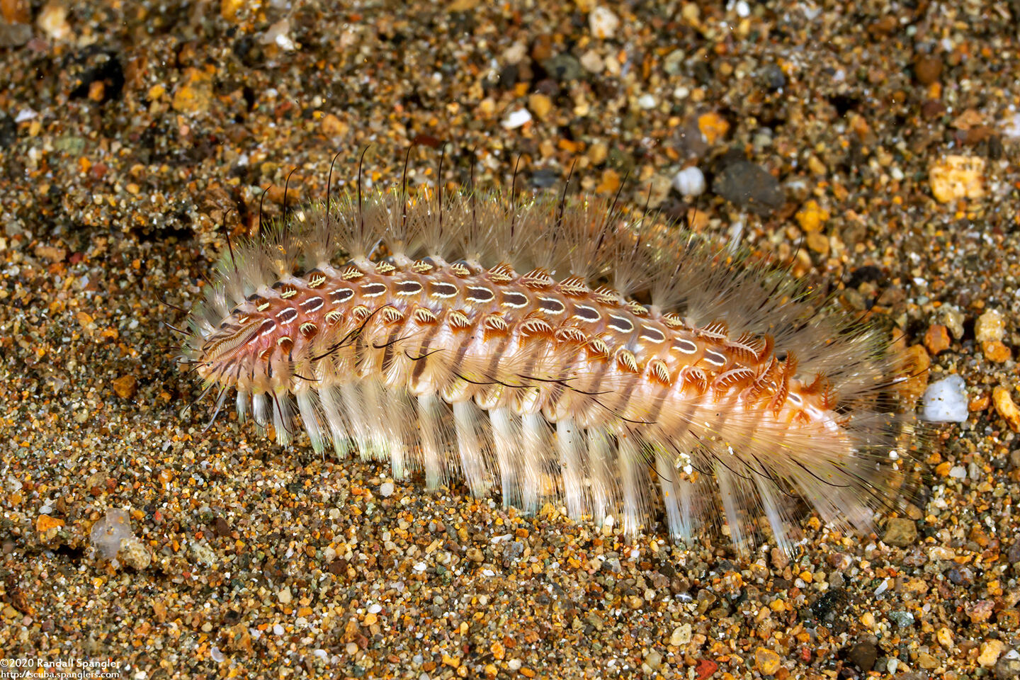 Chloeia amphora (Amphora Fireworm)