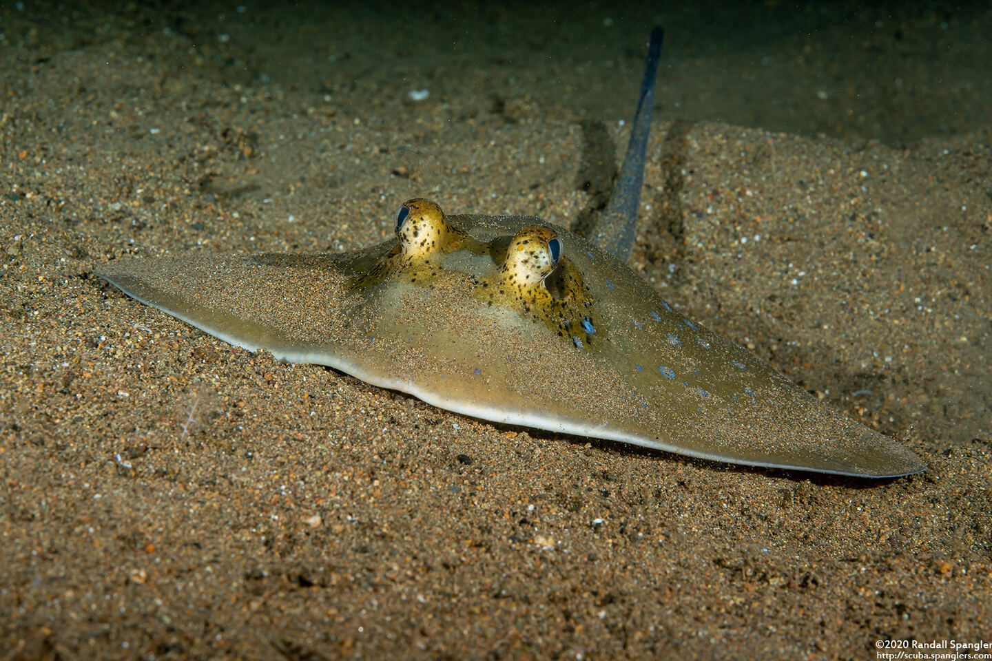 Neotrygon kuhlii (Blue-Spotted Stingray)