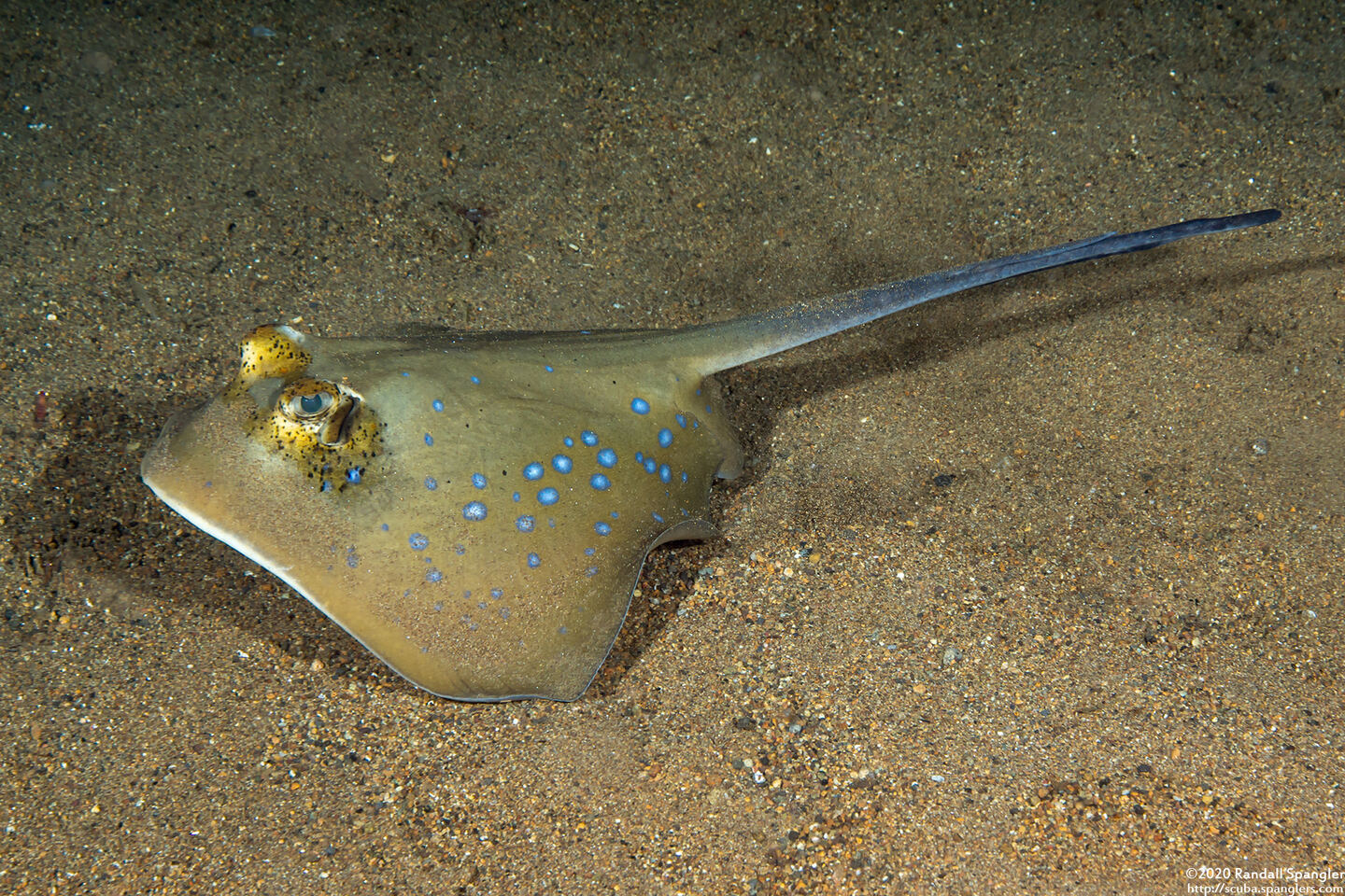 Neotrygon kuhlii (Blue-Spotted Stingray)