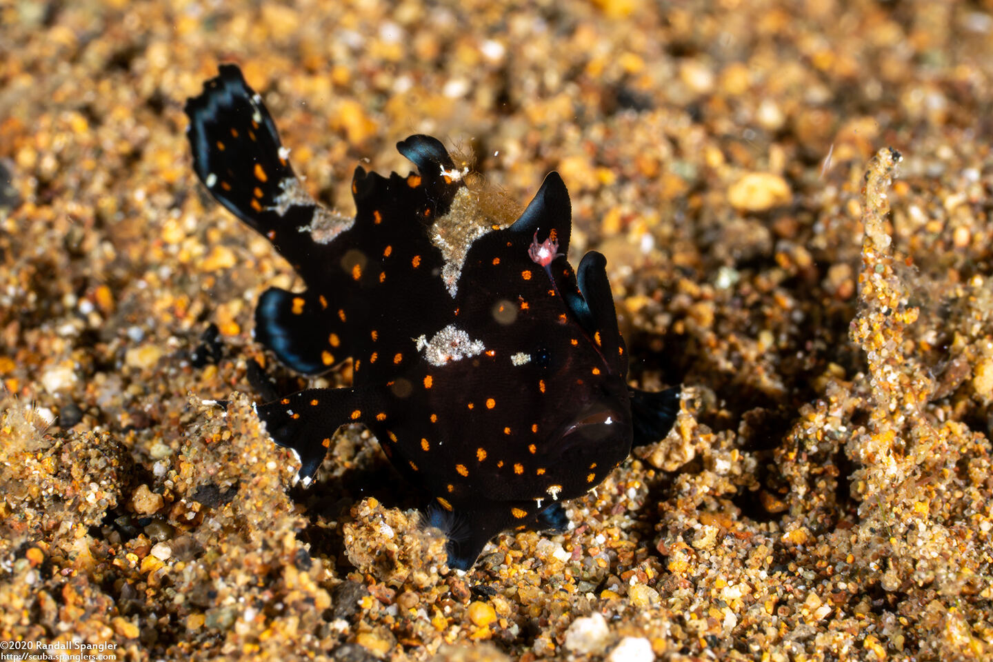 Antennarius pictus (Painted Frogfish)