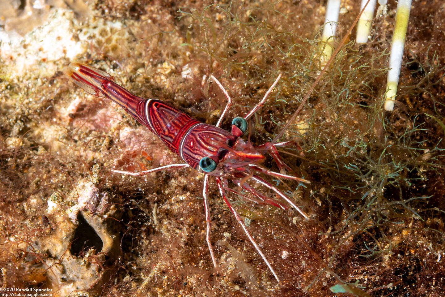 Rhynchocinetes durbanensis (Dancing Shrimp)