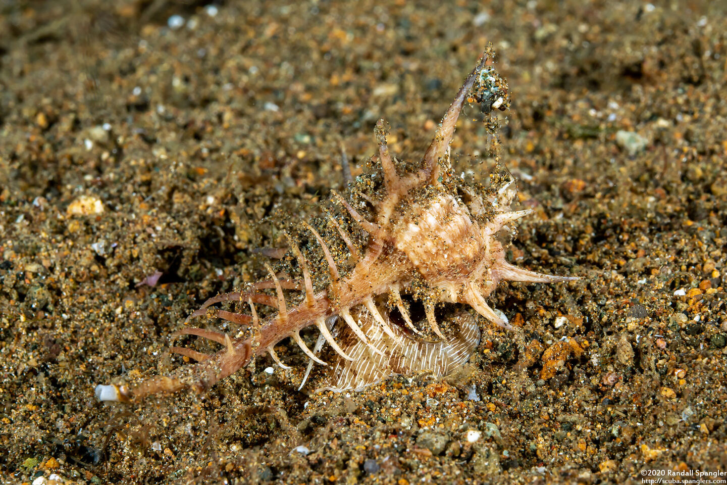 Murex ternispina (Tipped Murex)