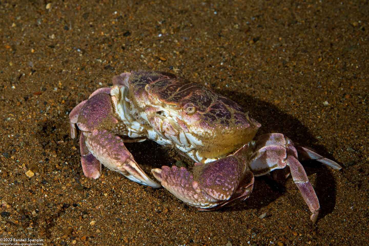 Demania cultripes (Grooved Demania)