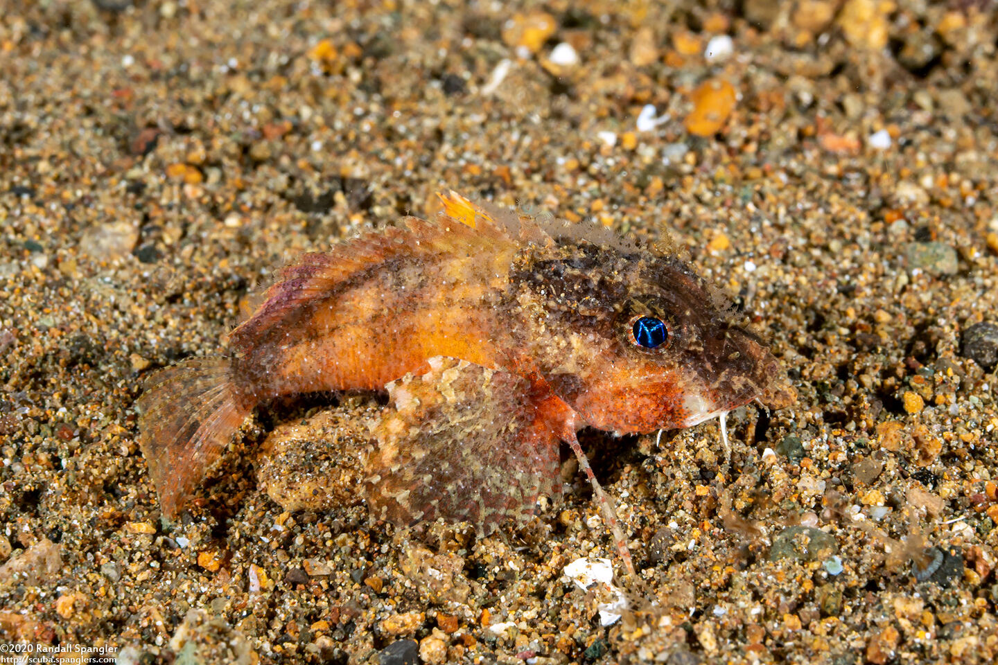 Minous trachycephalus (Rough-Head Stingfish)
