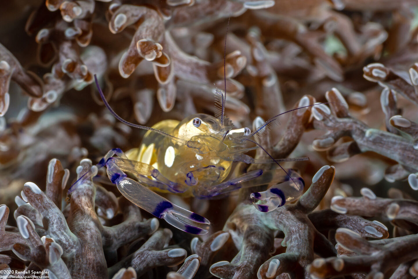 Ancylocaris brevicarpalis (Peacock-Tail Anemone Shrimp)