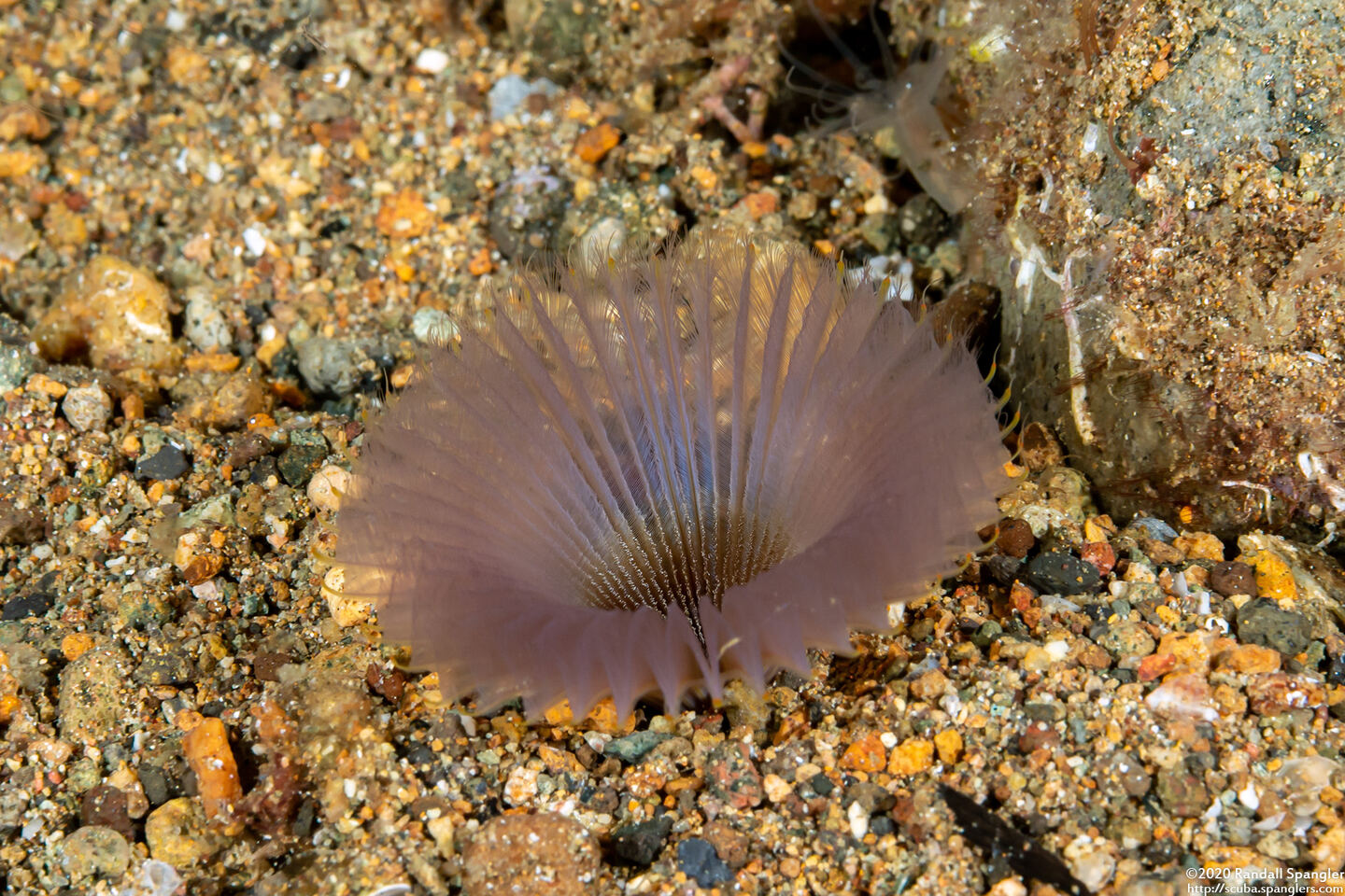 Serpulidae sp.1 (Serpulidae sp.1)