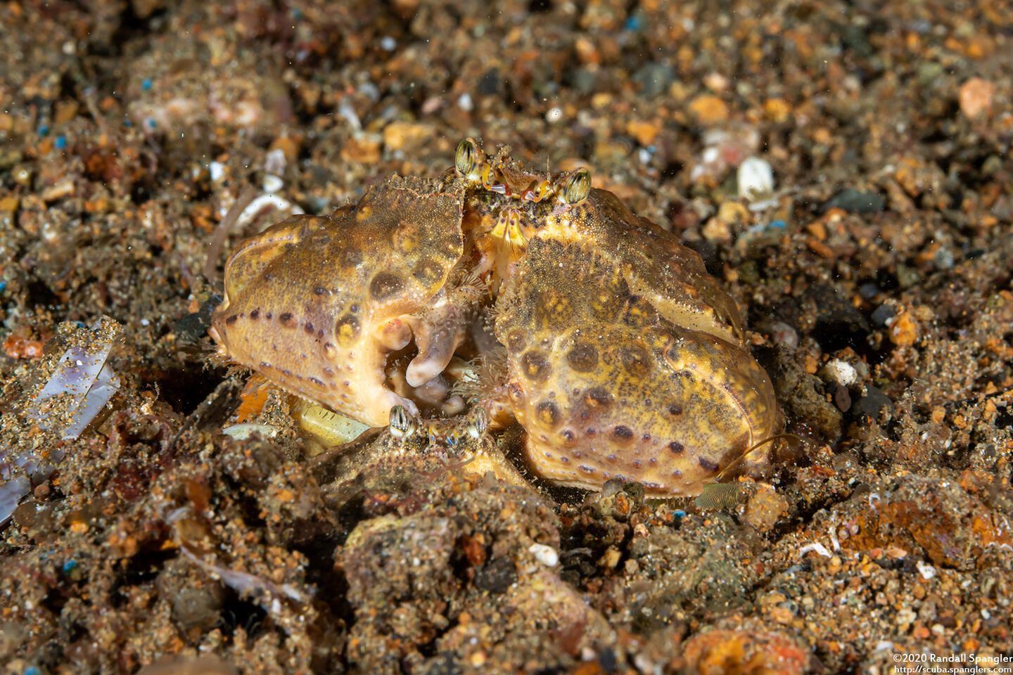 Calappa gallus (Rough Box Crab)