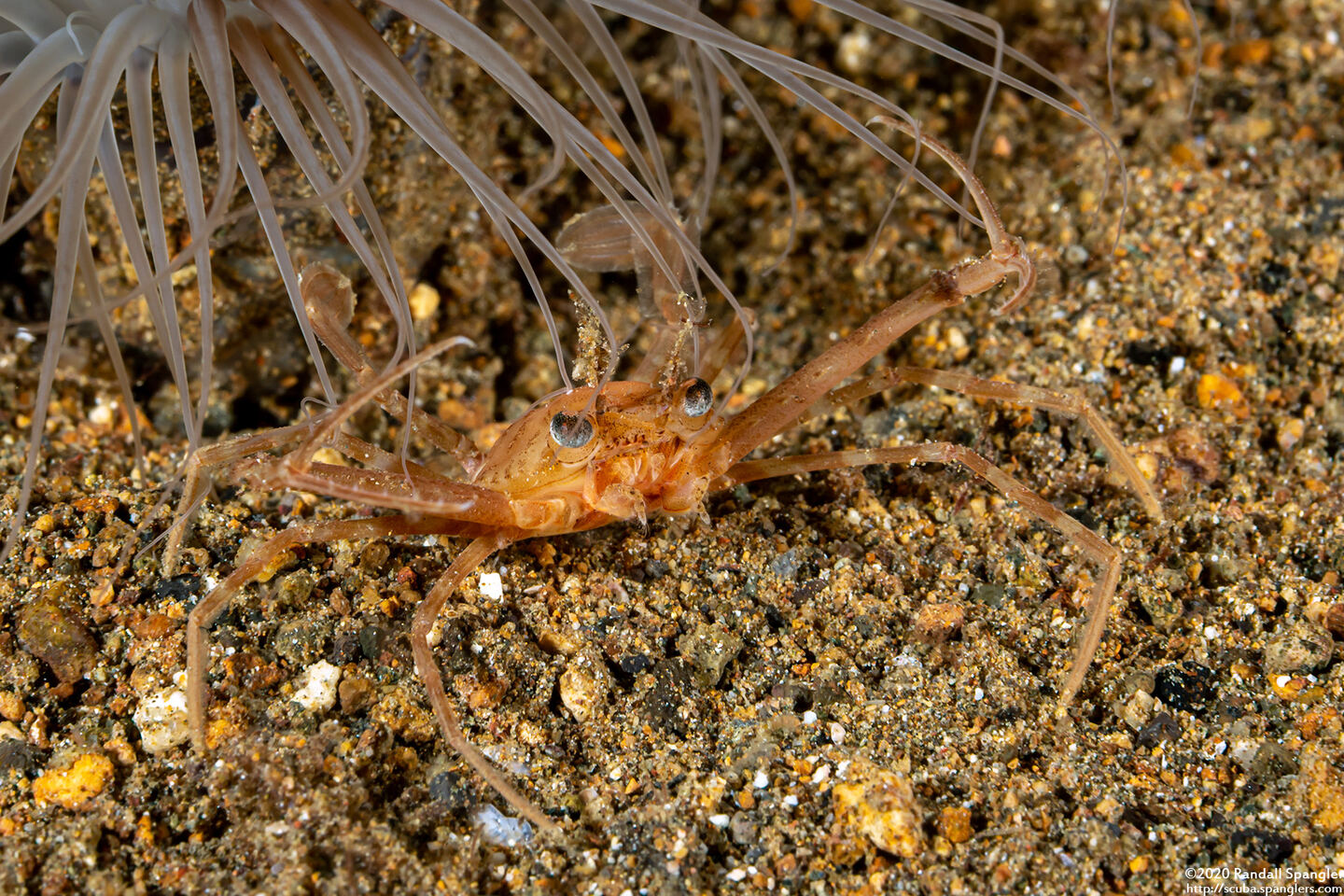 Lupocyclus sp.1 (Scissor Swimming Crab)