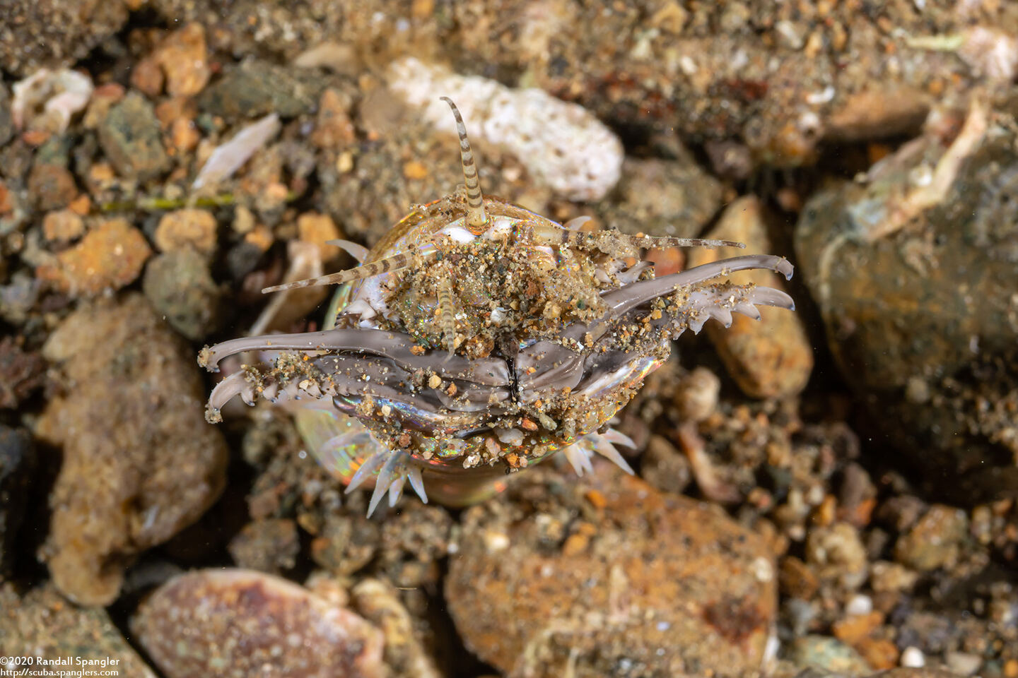 Eunice aphroditois (Bobbit Worm)