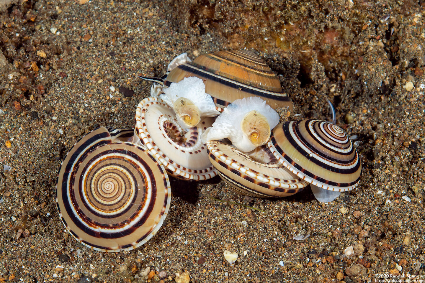 Architectonica perspectiva (Clear Sundial)