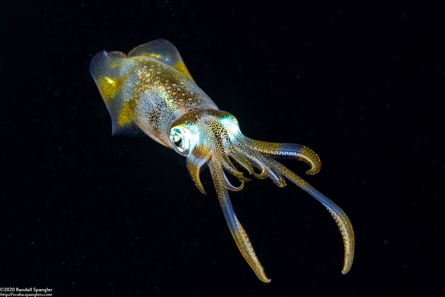 Sepioteuthis lessoniana (Bigfin Reef Squid)