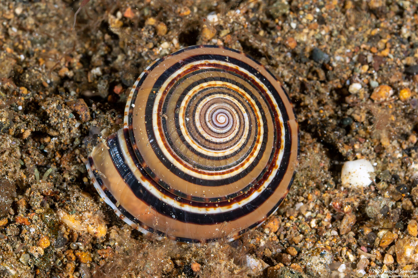 Architectonica perspectiva (Clear Sundial)