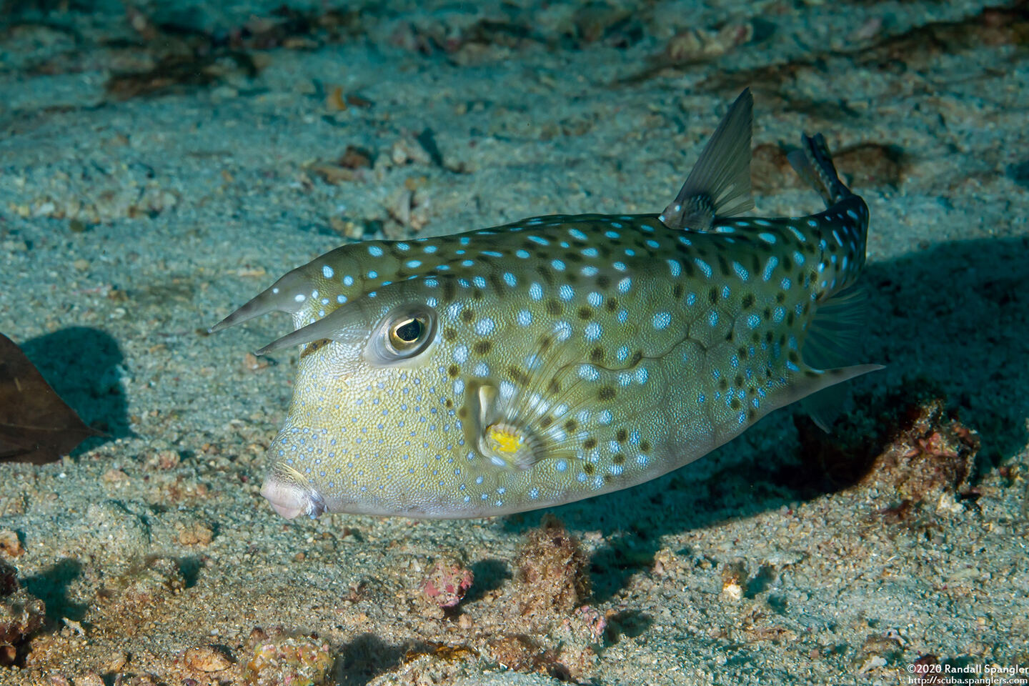 Lactoria cornuta (Longhorn Cowfish)